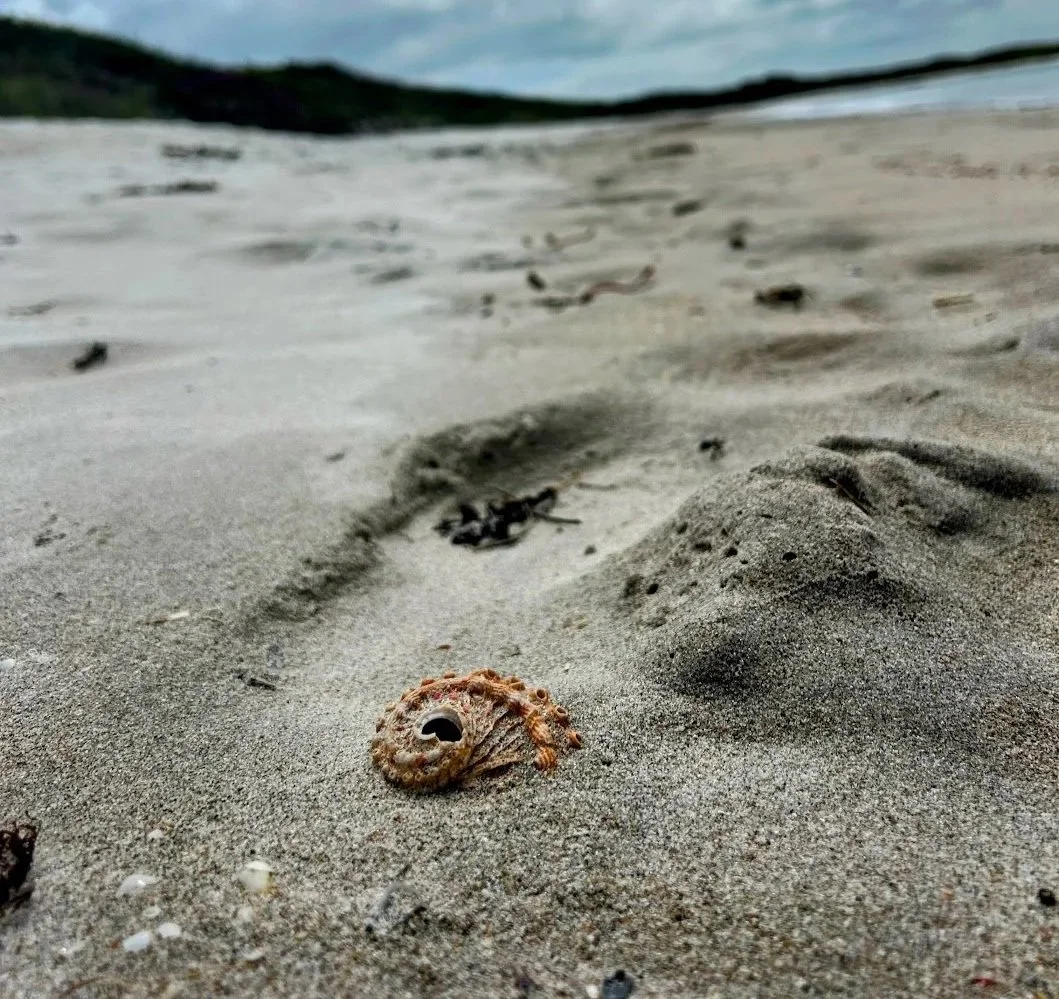 lone+small+broken+shell+on+sandy+shore+bibbulmun.jpg
