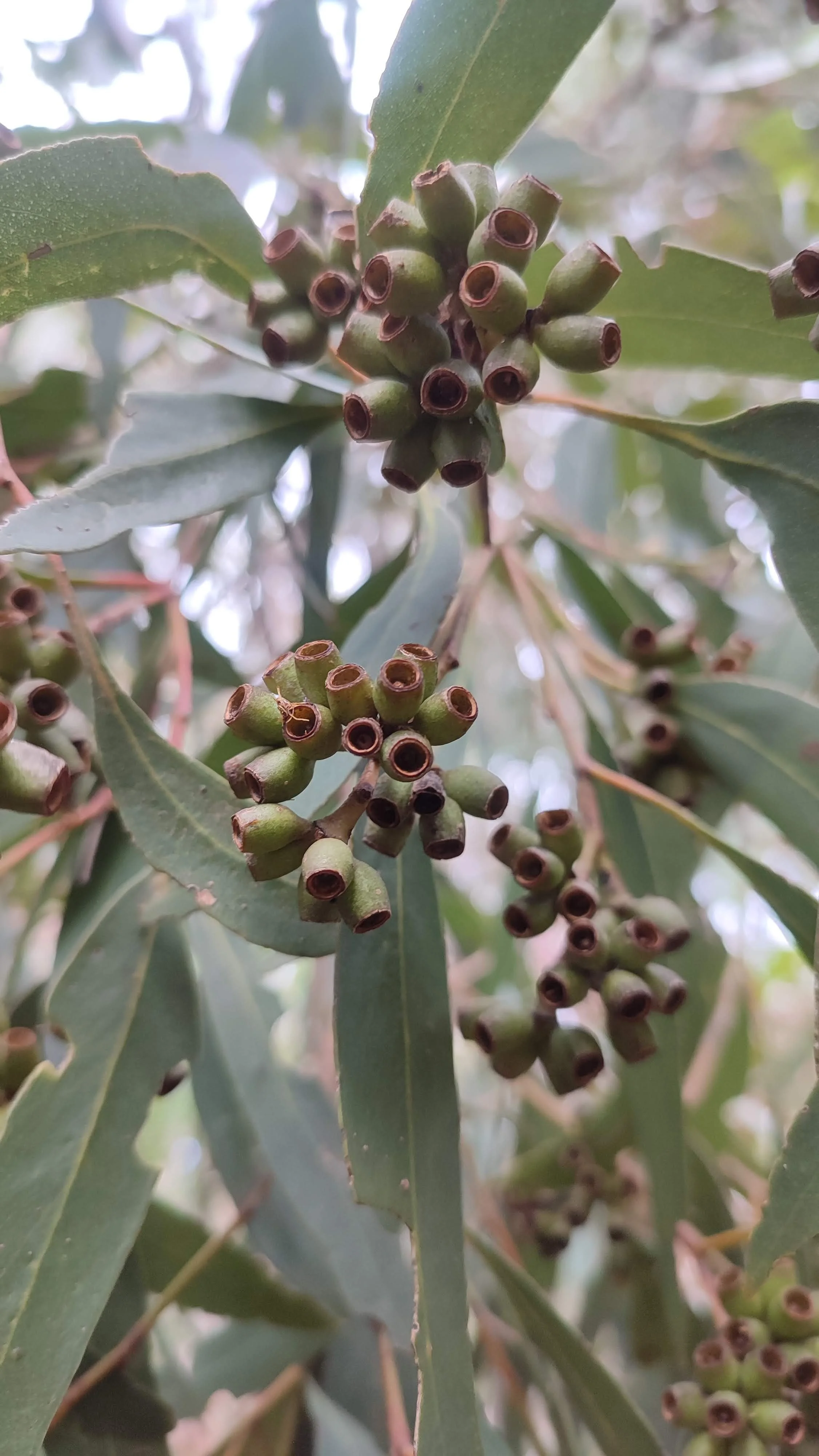 Kangaroo Island (5).jpg