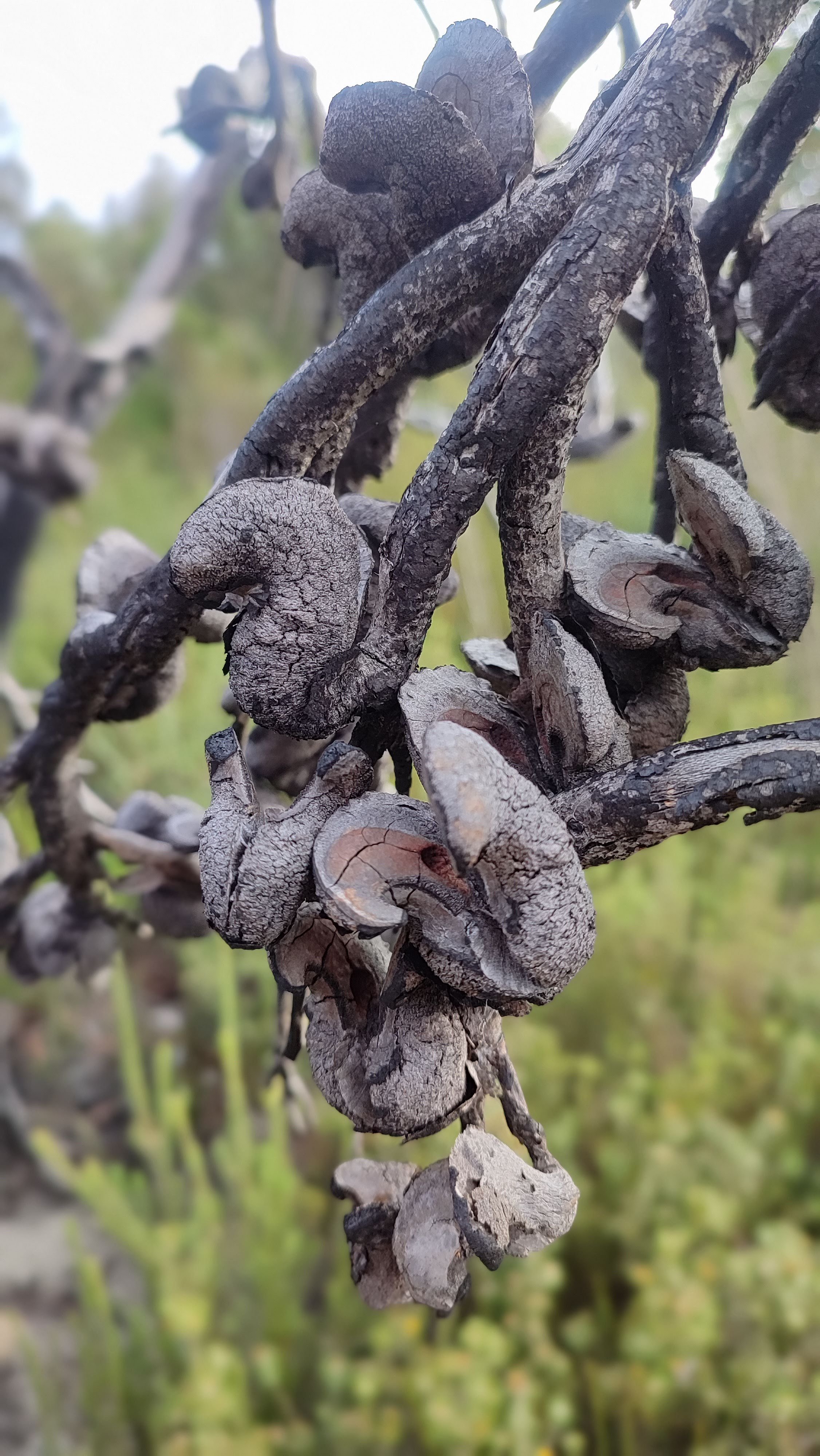 Kangaroo Island (4).jpg