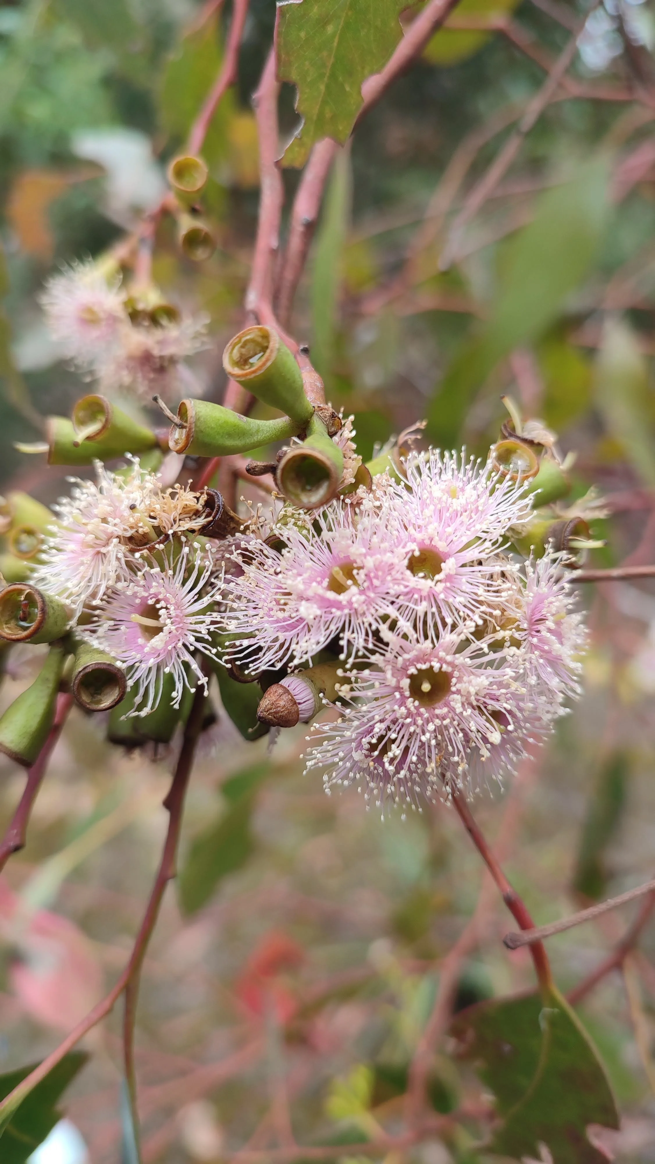 Kangaroo Island (8).jpg