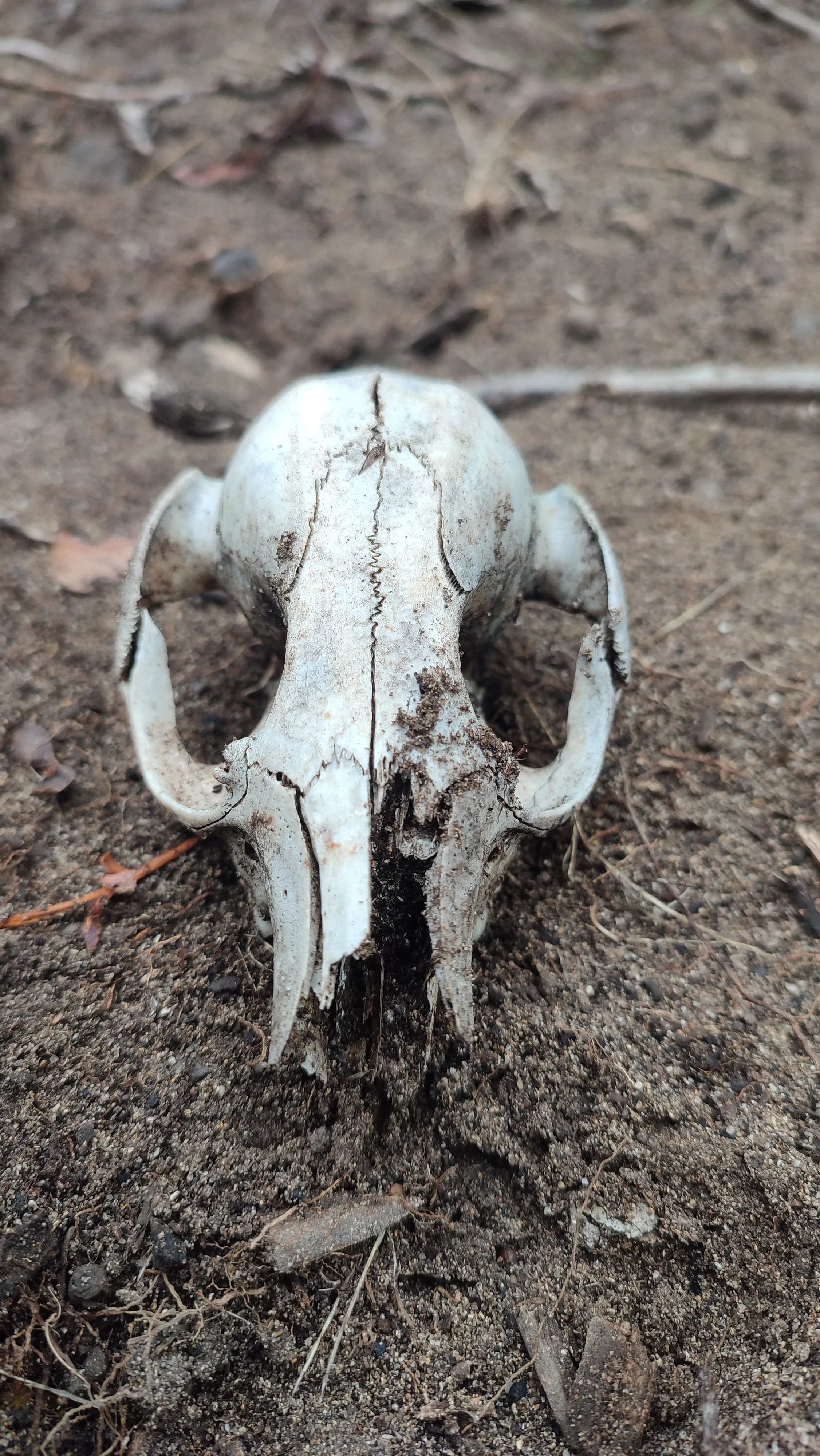 Kangaroo Island (9).jpg