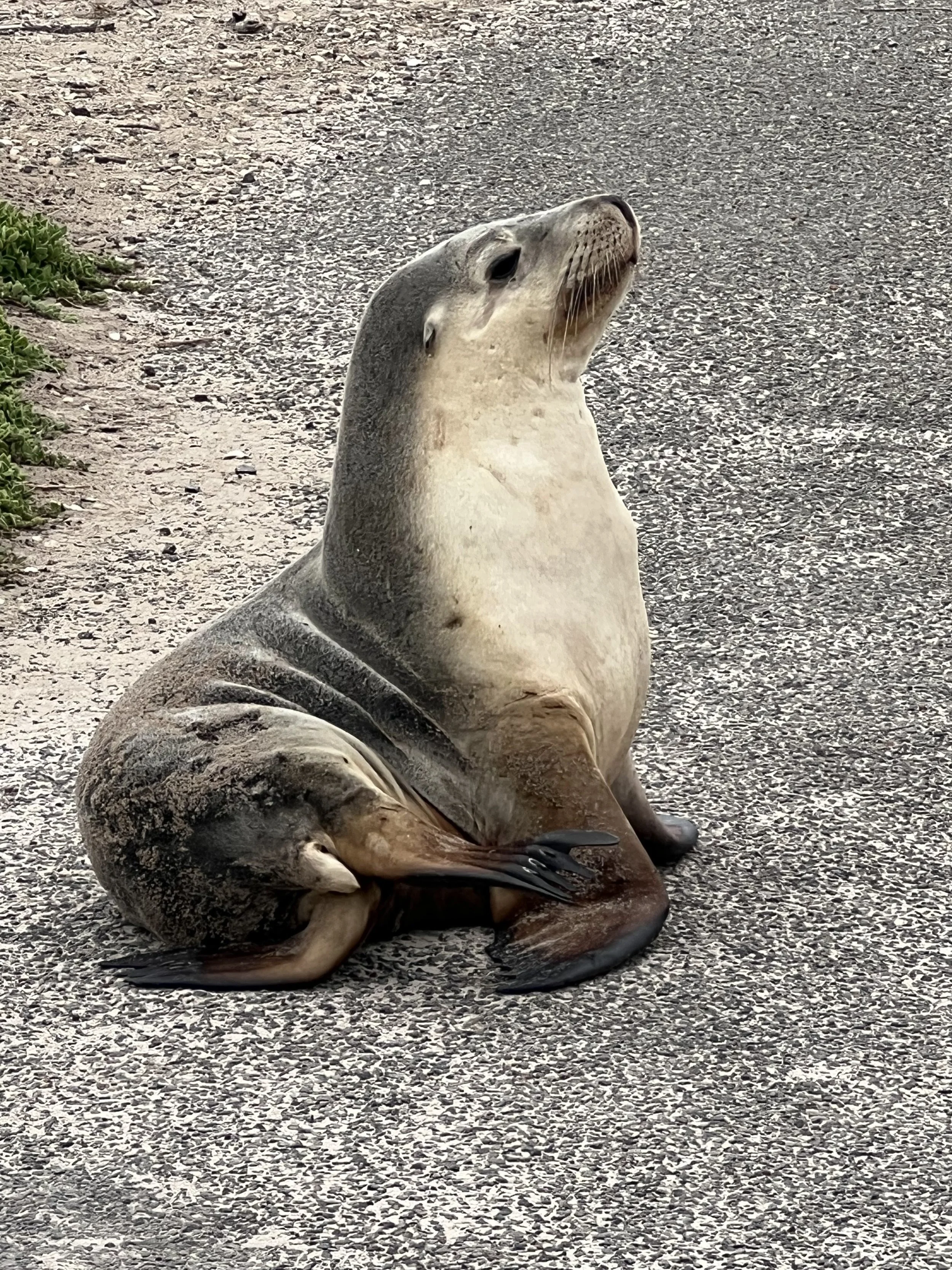 Kangaroo Island (7).jpg