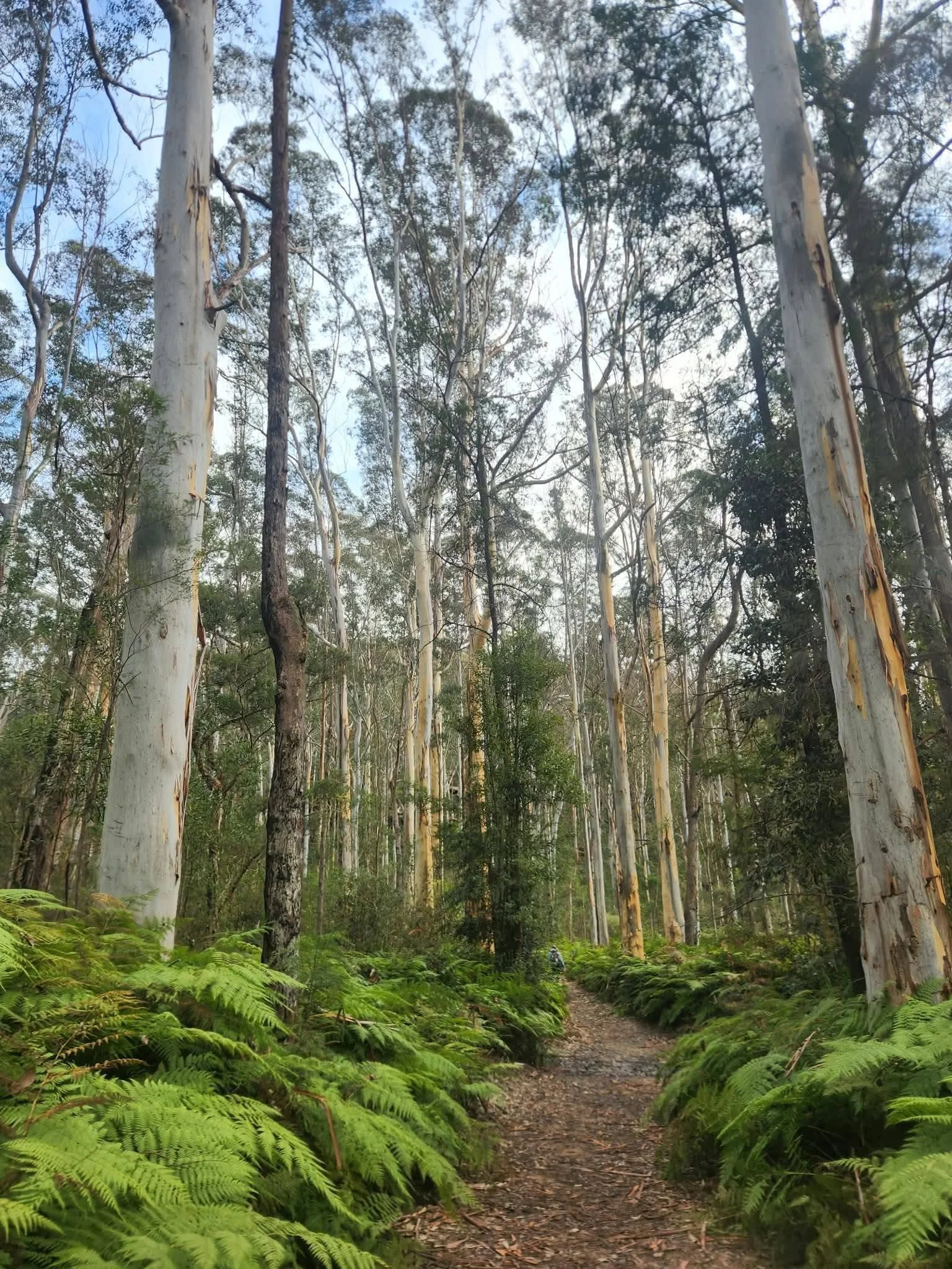 towering gums winmalee.jpg