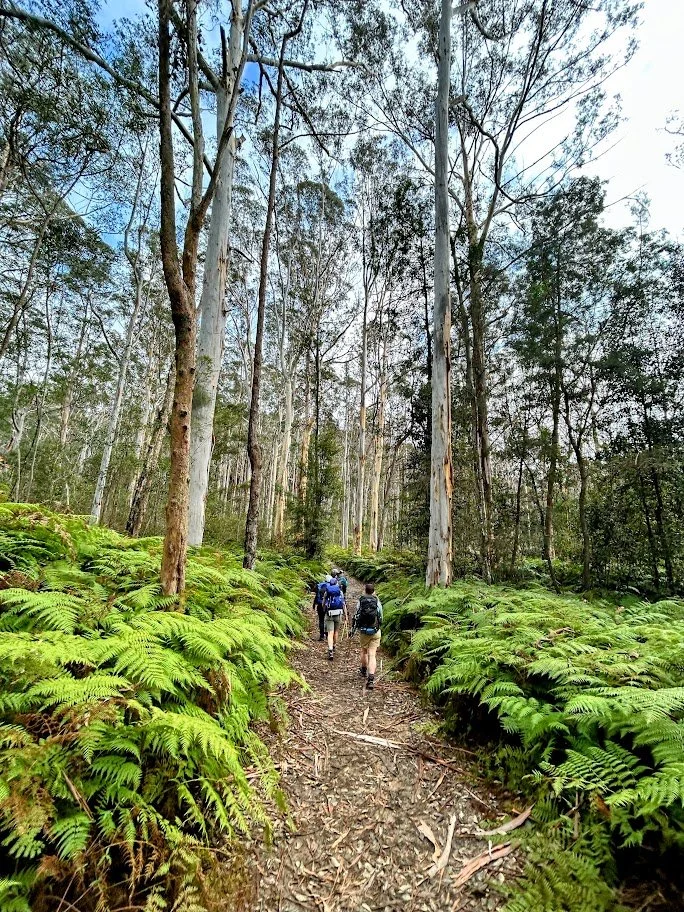 on track towering gum winmalee.jpg