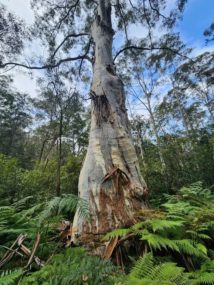 Huge gum winmalee.jpg
