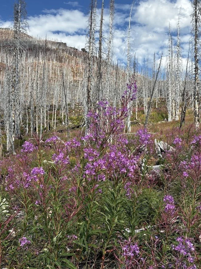 Wildflowers_Canada_Rockies.jpg