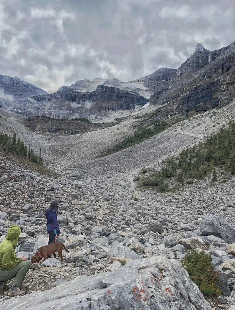 Dog in national park _Canada_Rockies.jpg