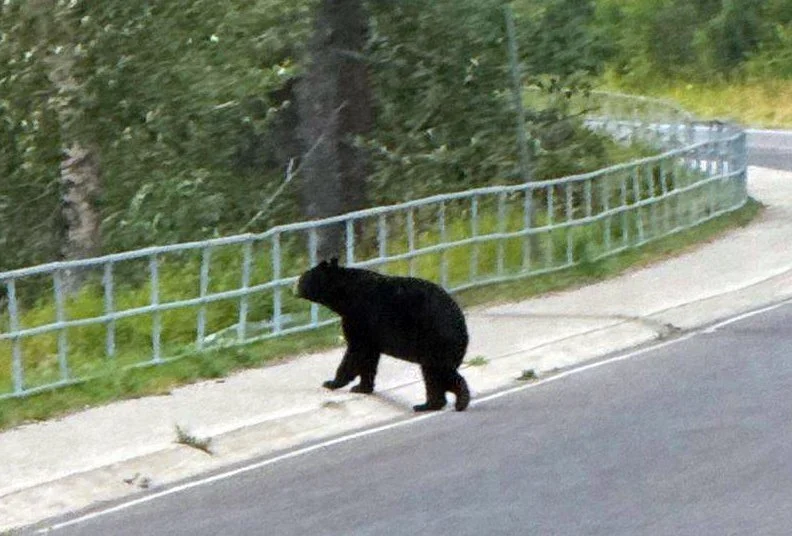 Bear_Canada_Rockies.jpg