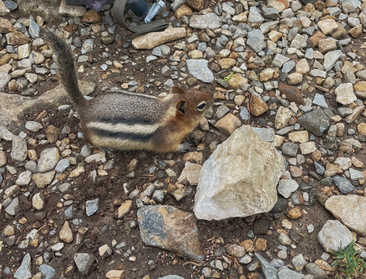 Chipmunk_Canada_Rockies.jpg