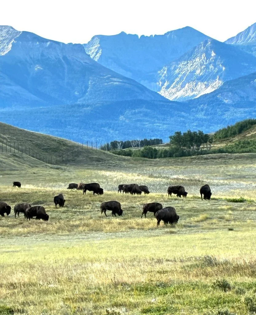 Bison_Canada_Rockies.jpg