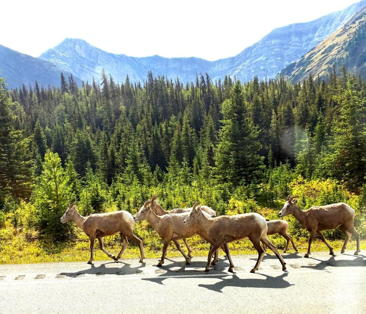 Sheep_Canada_Rockies.jpg