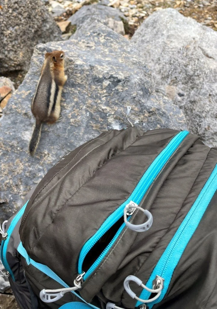 Chipmunk_Canada_Rockies.jpg