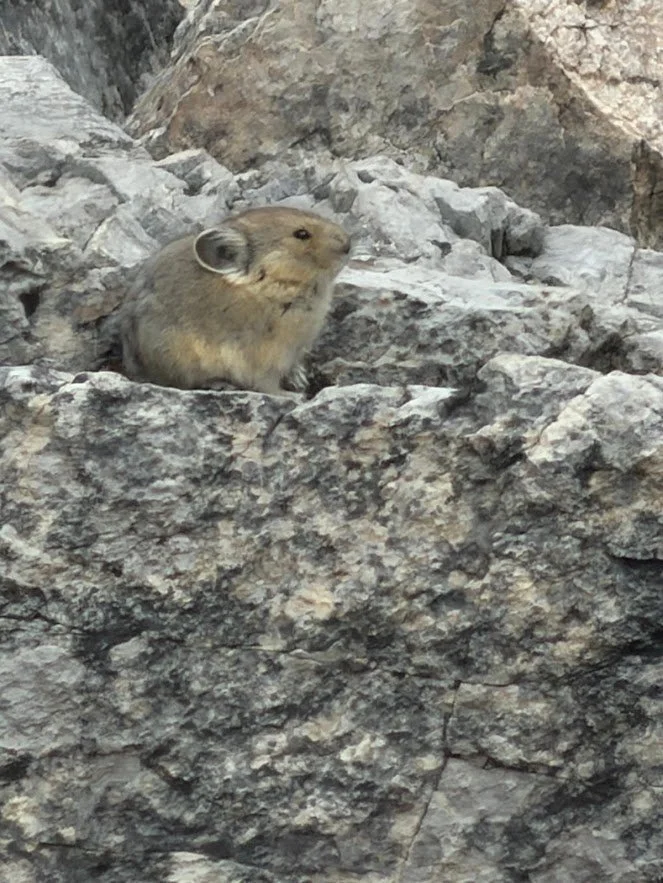 Pika_Canada_Rockies.jpg