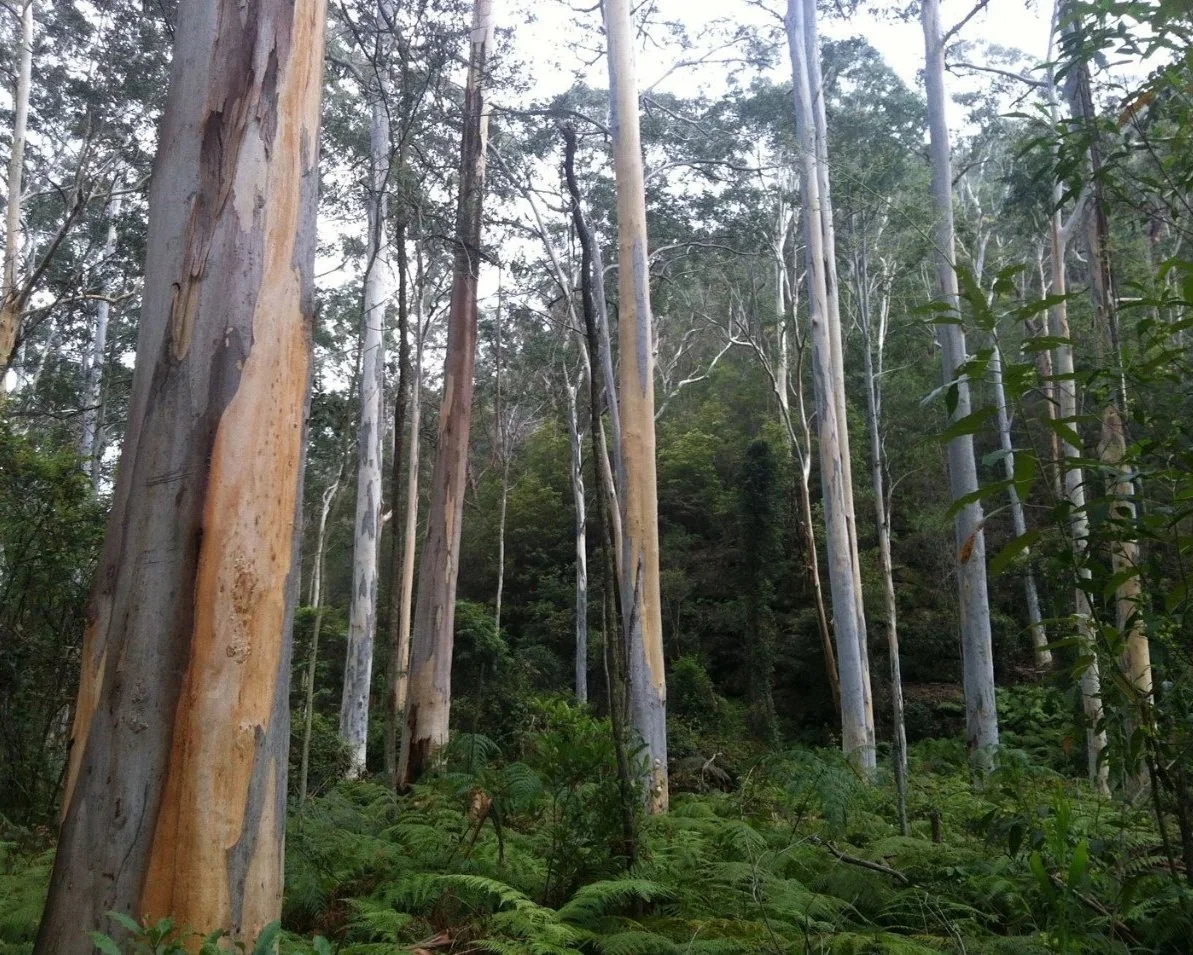 Winmalee Wilderness Loop Sunday August 23, 2026