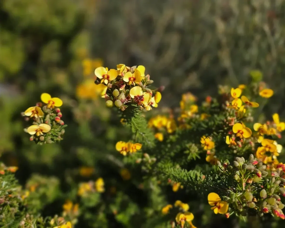 flower1.webp