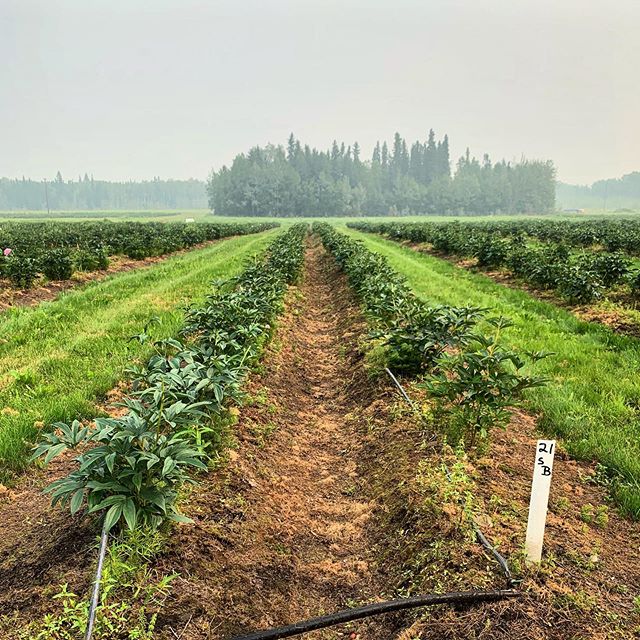 Well we let the smoke stop us for a few days, but got restless and couldn&rsquo;t stand seeing the weeds springing up across the farm. With masks on and weed-whips buzzing, we have started our slow march across the 13.5 miles of peony mounds on the p