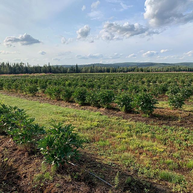 We had a lovely walk around the farm last night with @ninalanefarms! The early evening hours are some of our favorite, as the light just seems to make everything glow #flowers #flowerfarmer #americangrown #americangrownflowers #alaskagrown #peonies