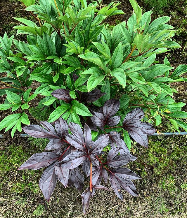 The peonies are telling us Fall is right around the corner! As you can see, one of the stems has turned a brilliant plum color, an indication the plant is starting to senesce or lose its leaves. The root has begun pulling down as much of the water so