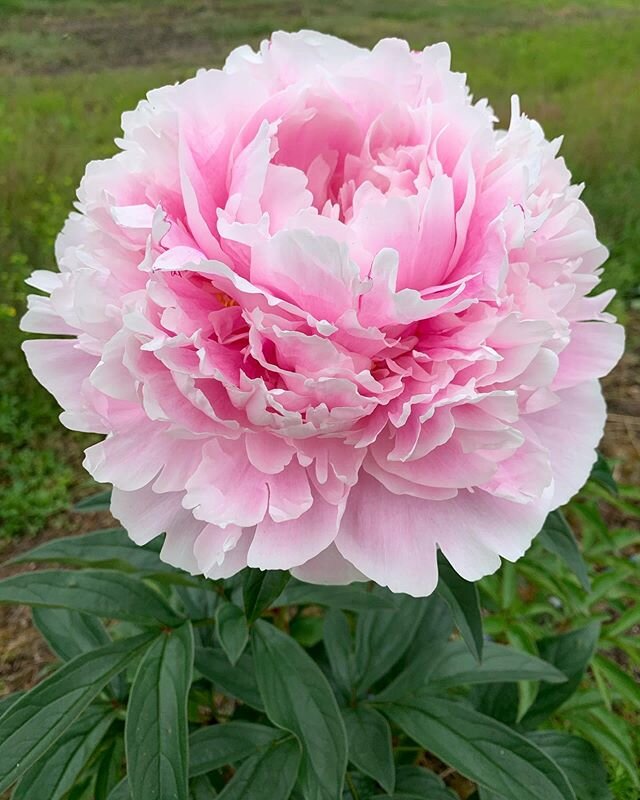 Hey y&rsquo;all! Sorry for our prolonged absence! Sometimes we need a little winter rest, like our peonies! That being said, we are starting to get excited for warm weather and these big beautiful blooms! Who else is ready?