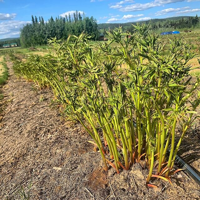 Things are taking off at the farm! Look at these Duchesse de Nemour, our main white variety. In the last week they have probably grown a foot! We are busy handling the weeds, but the peony&rsquo;s are quite content to continue stretching to the sun (