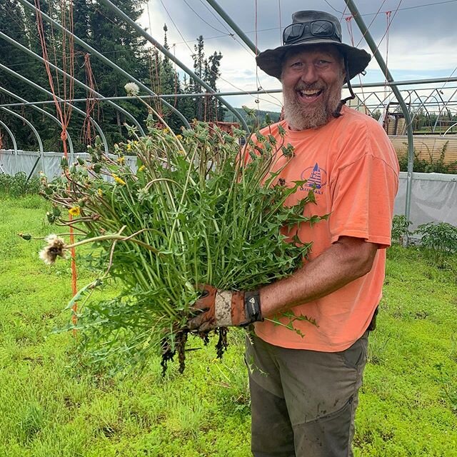 You may have heard our peonies are ginormous due to the 24 hours of sunlight, but that also applies to the weeds! Look at this monster dandelion! We were thinking we should submit it into the Tanana Valley Fair, what do you think?⁣
⁣
#akgrown #flower