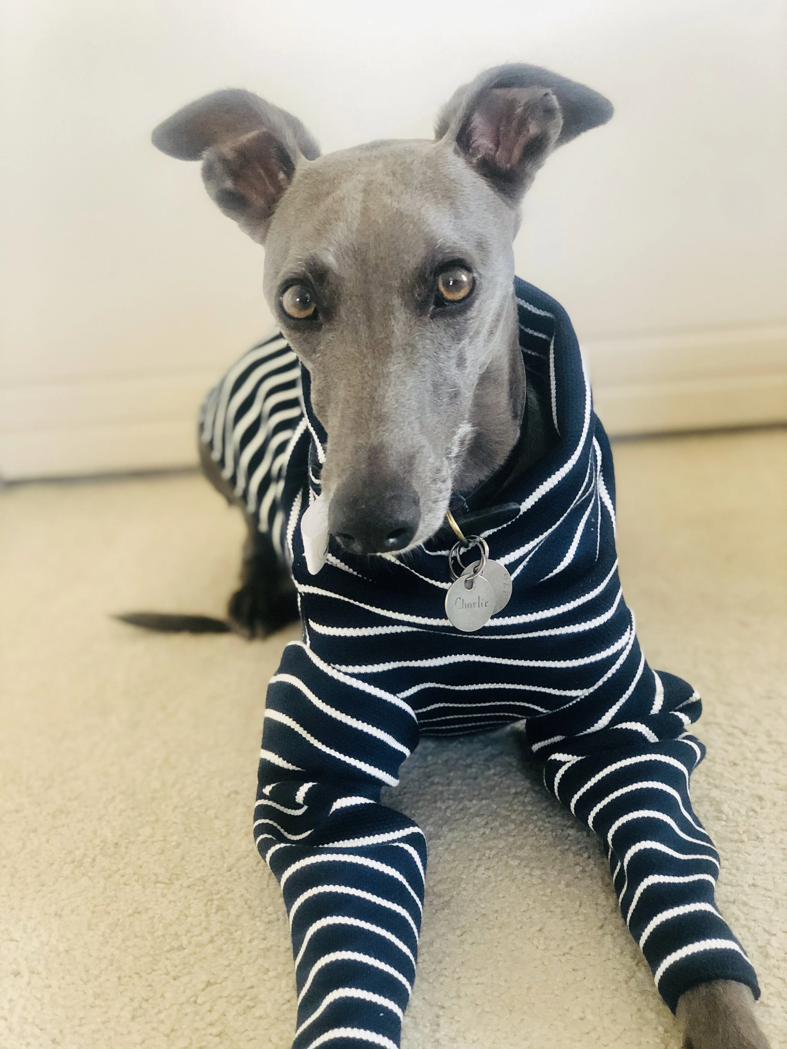 italian greyhound in jumper