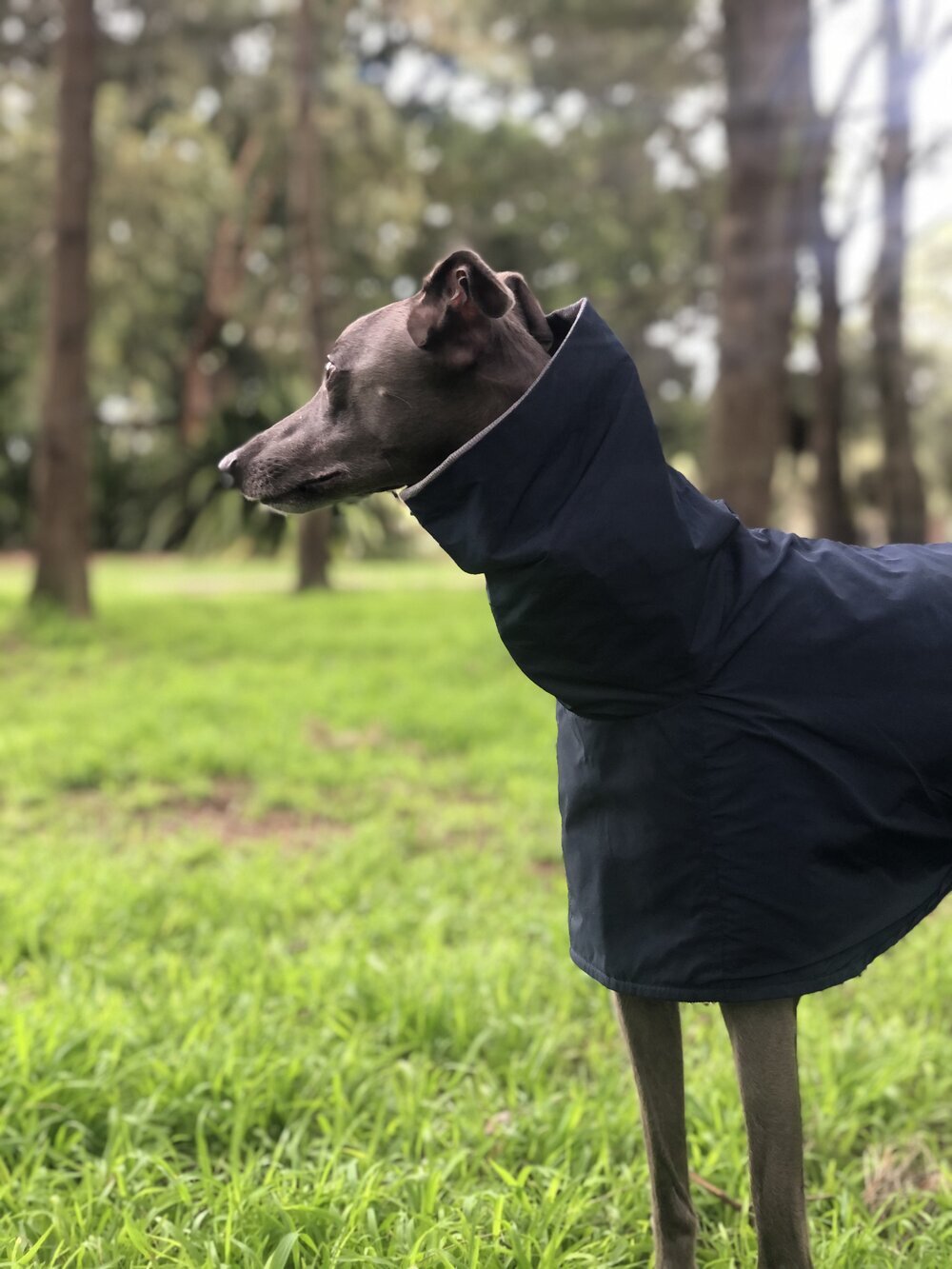 lightweight whippet coats