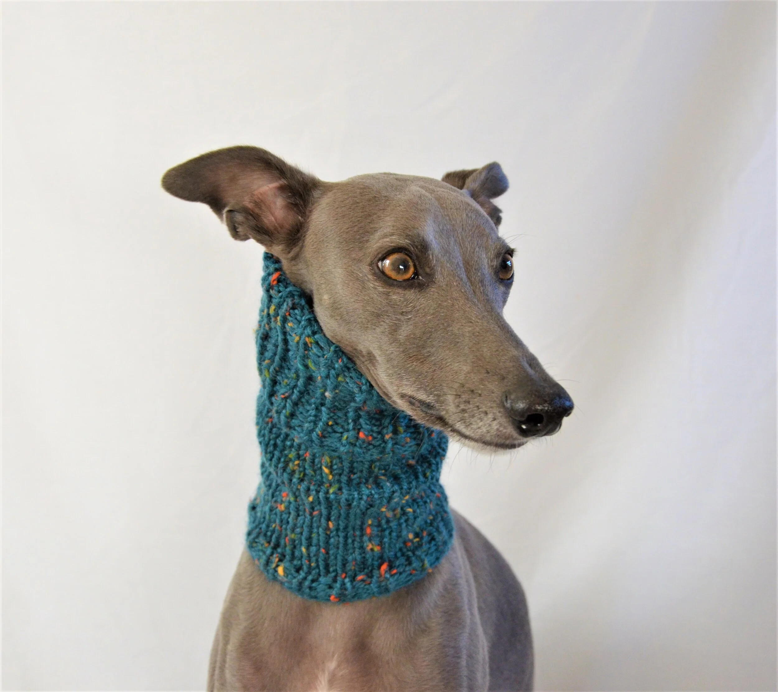 greyhound snood australia