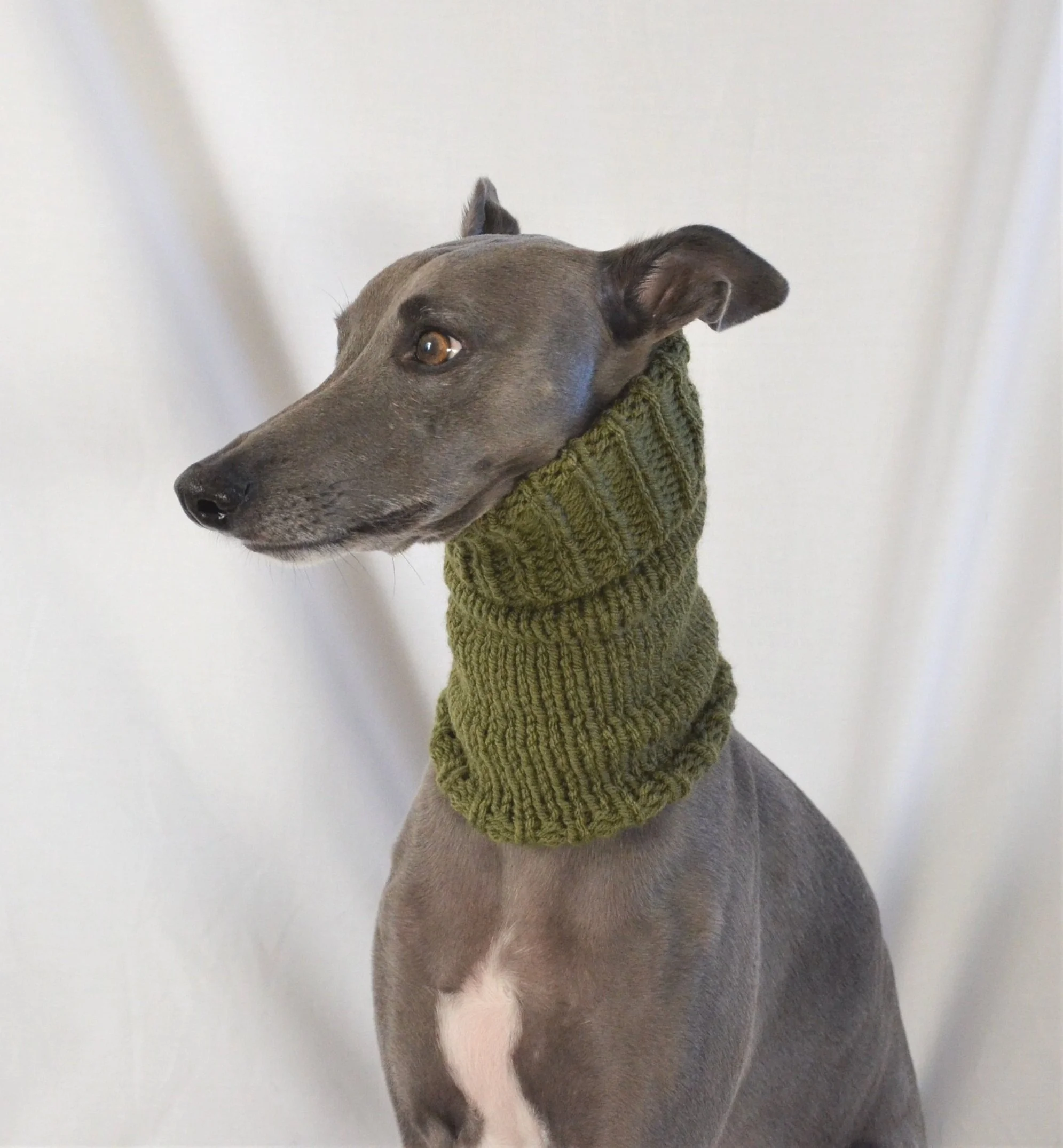 greyhound snood australia
