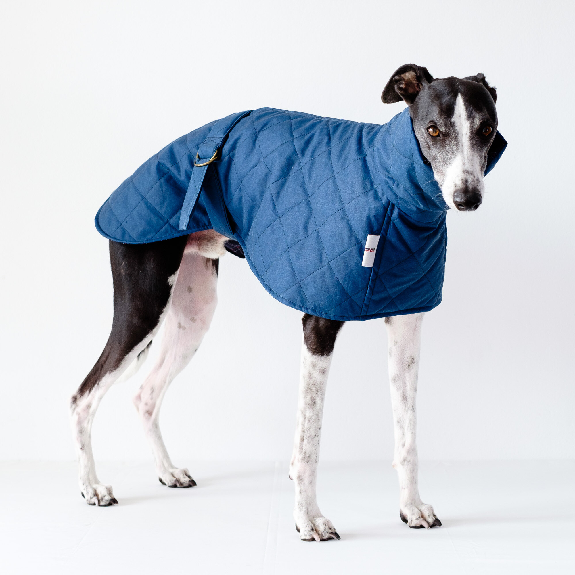 coat whippet