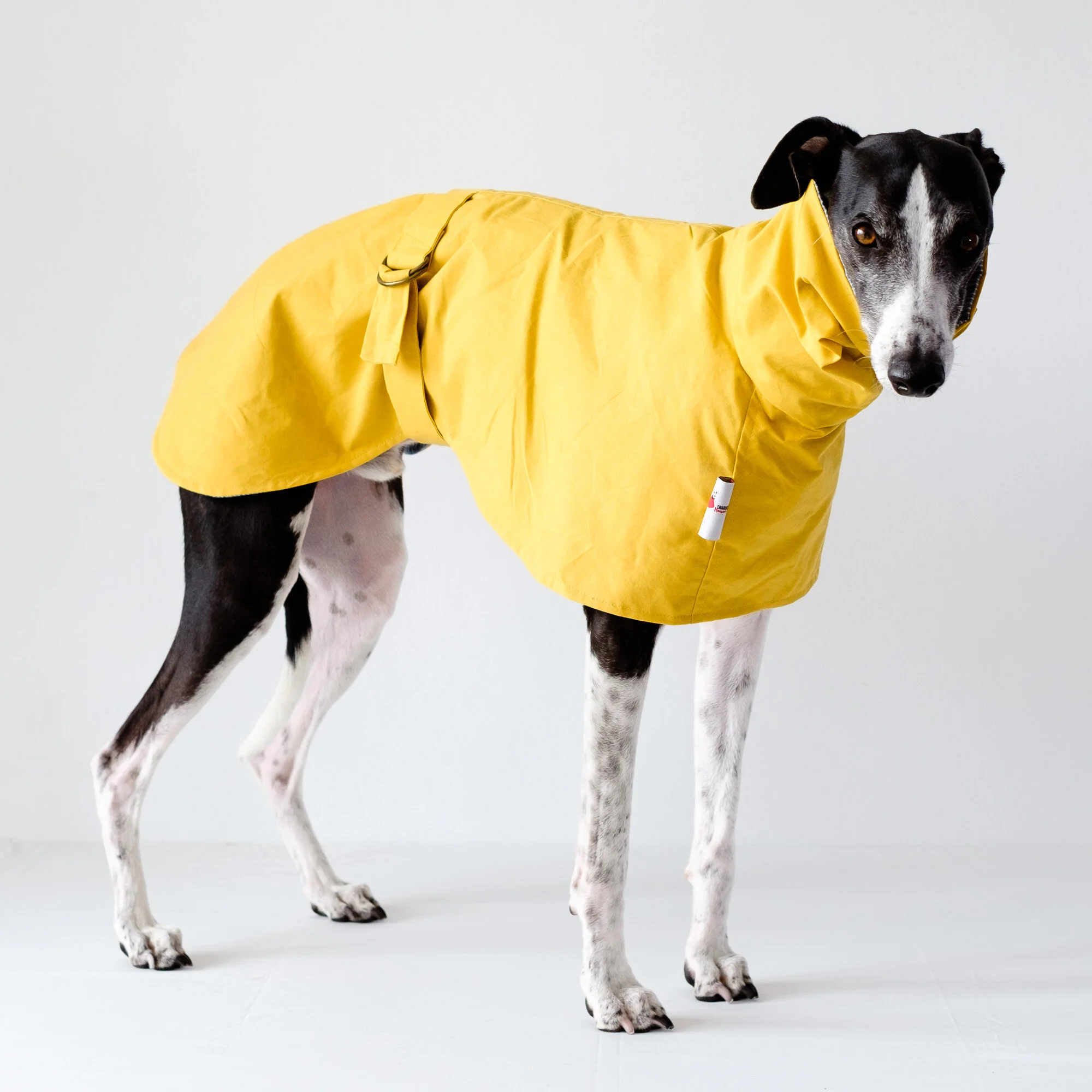 whippet and greyhound shop