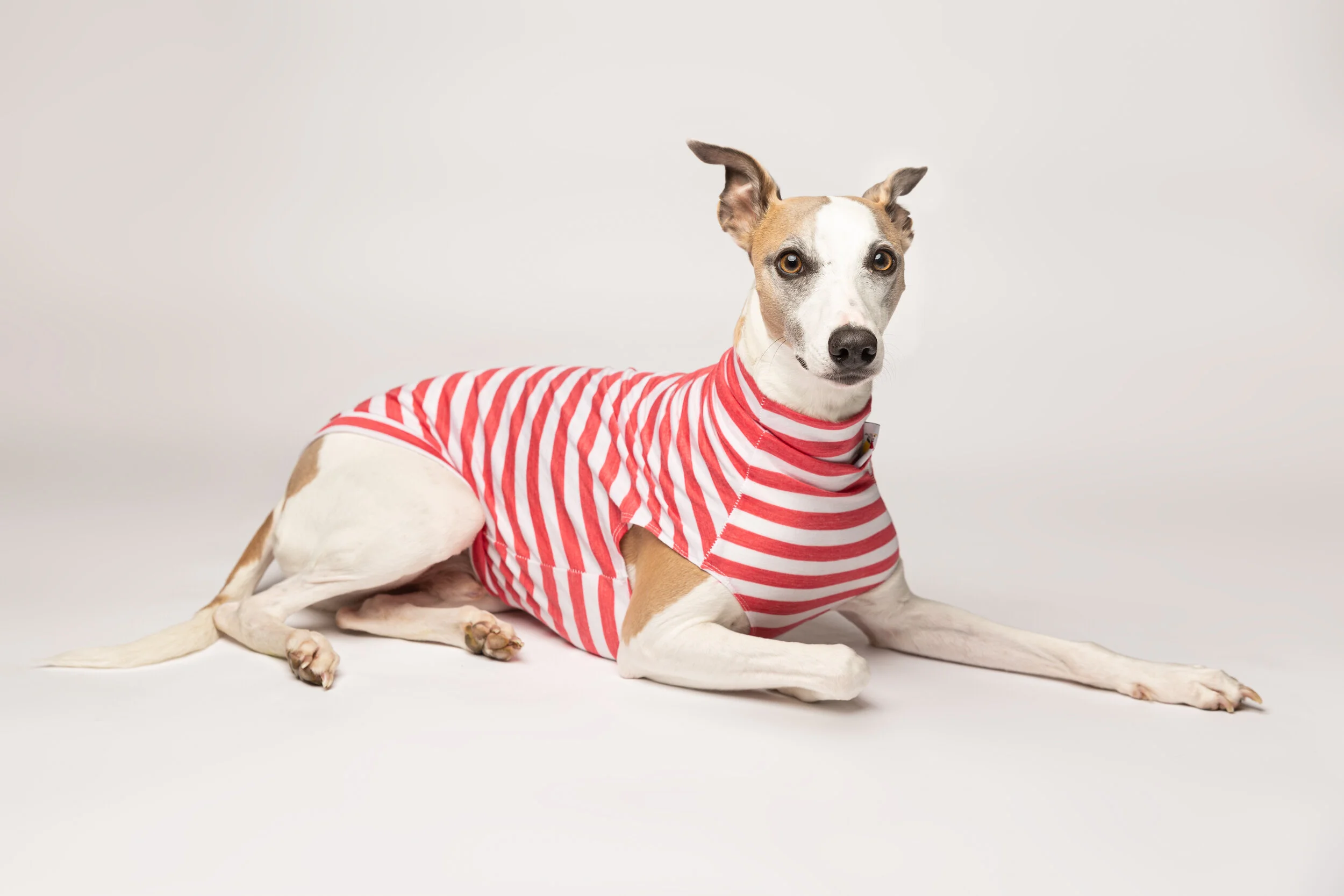 whippet and greyhound shop