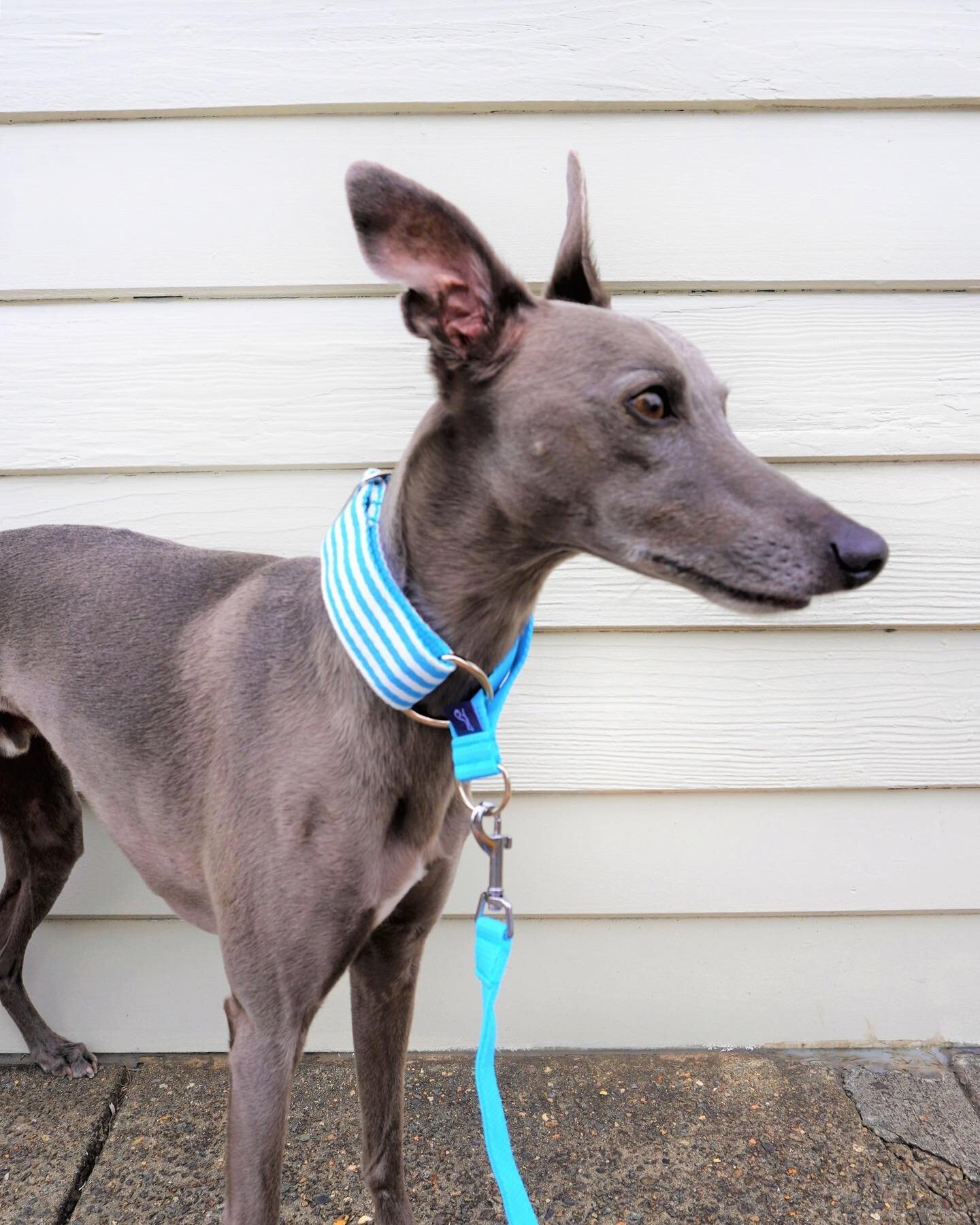 Summer colours have arrived! We&rsquo;ve stocked our popular martingale collars in some bright summer colours; check them out ☀️☀️
.
.
#whippet #martingalecollar #summerstyle #beachstripes #whippetsofsydney #sydneywhippets #whippetsofmelbourne #whipp