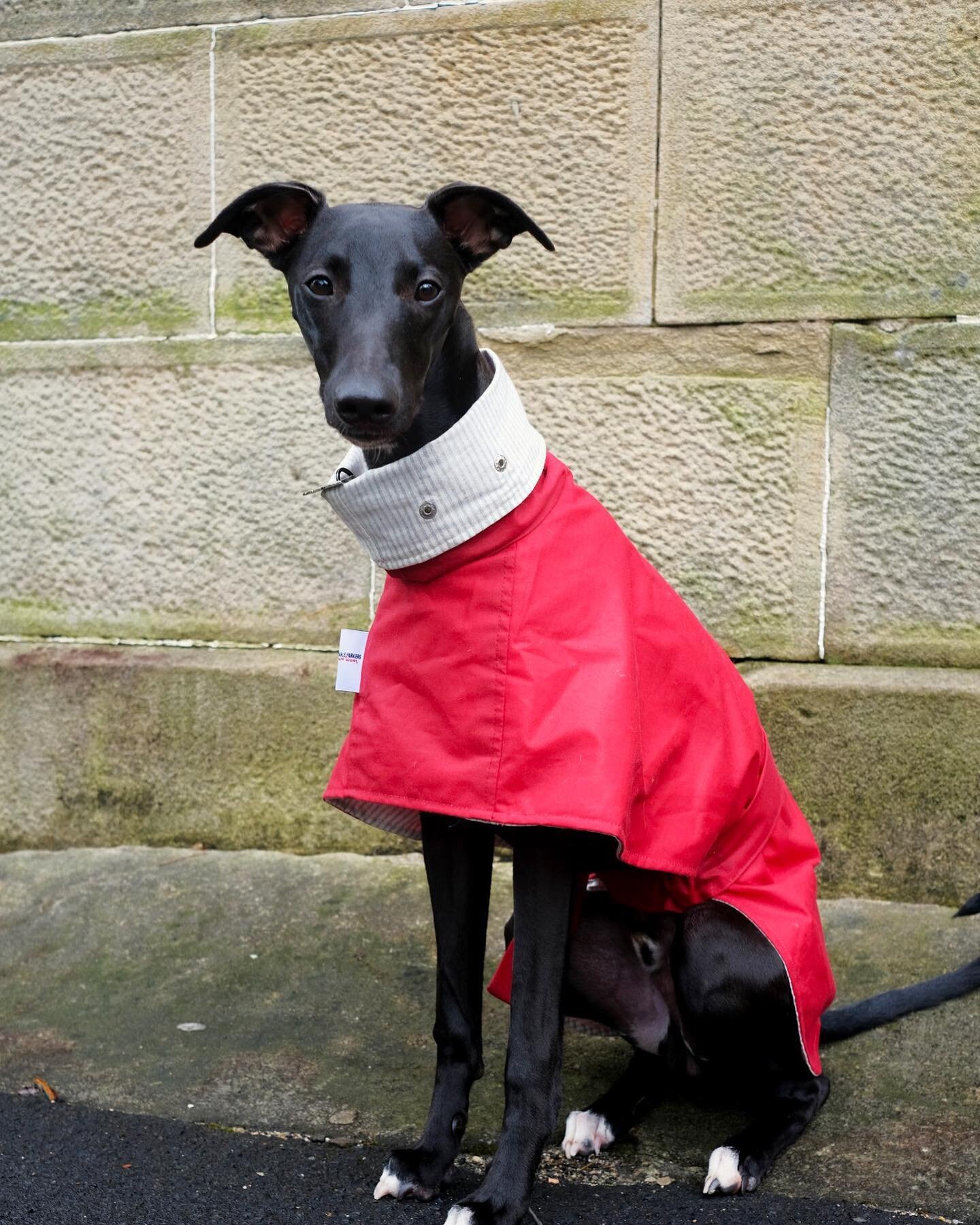 The beautiful @obiewhip modelling our Paddington in Red coat a perfect lightweight option for the warmer but wet months, Obie is just the most adorable puppy 😍😍 
.
.
.
#blackwhippet #whippetsofsydney #sydneywhippet #waxedcotton #whippetlove #whippe