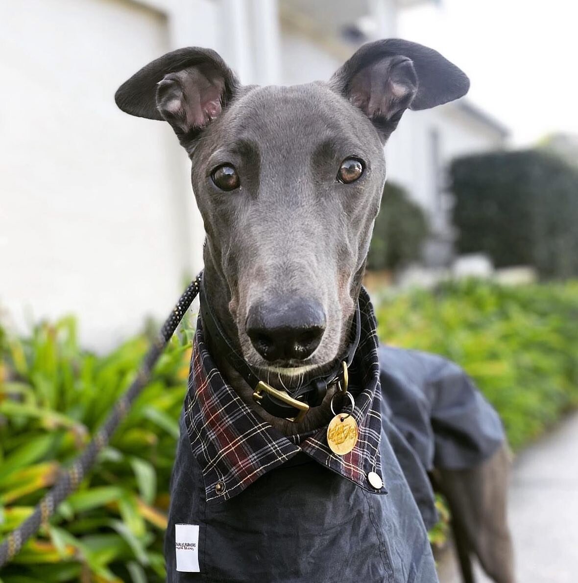 We have restocked a few #greyhound sizes, next we will be restocking the greyhound size in our yellow Paddington. If you have any requests comment below. 
.
📸@50shadesofdexter_ 
.
#greyhoundsofinstagram #greyhound_feature #greyhoundsmakegreatpets #g