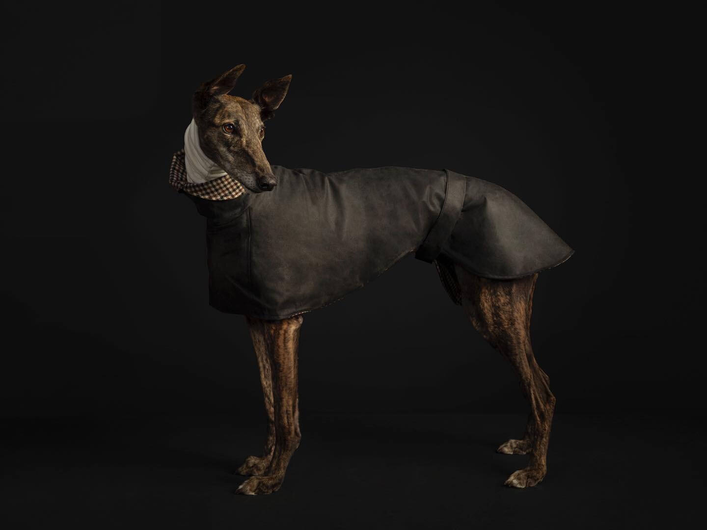 Grey by name, not by nature. The fab campaign by @gapnsw shows people the other side of beautiful #greyhounds. It&rsquo;s so true that many people do not know the gorgeous nature of these beautiful dogs. I have to admit before Charlie came into our w