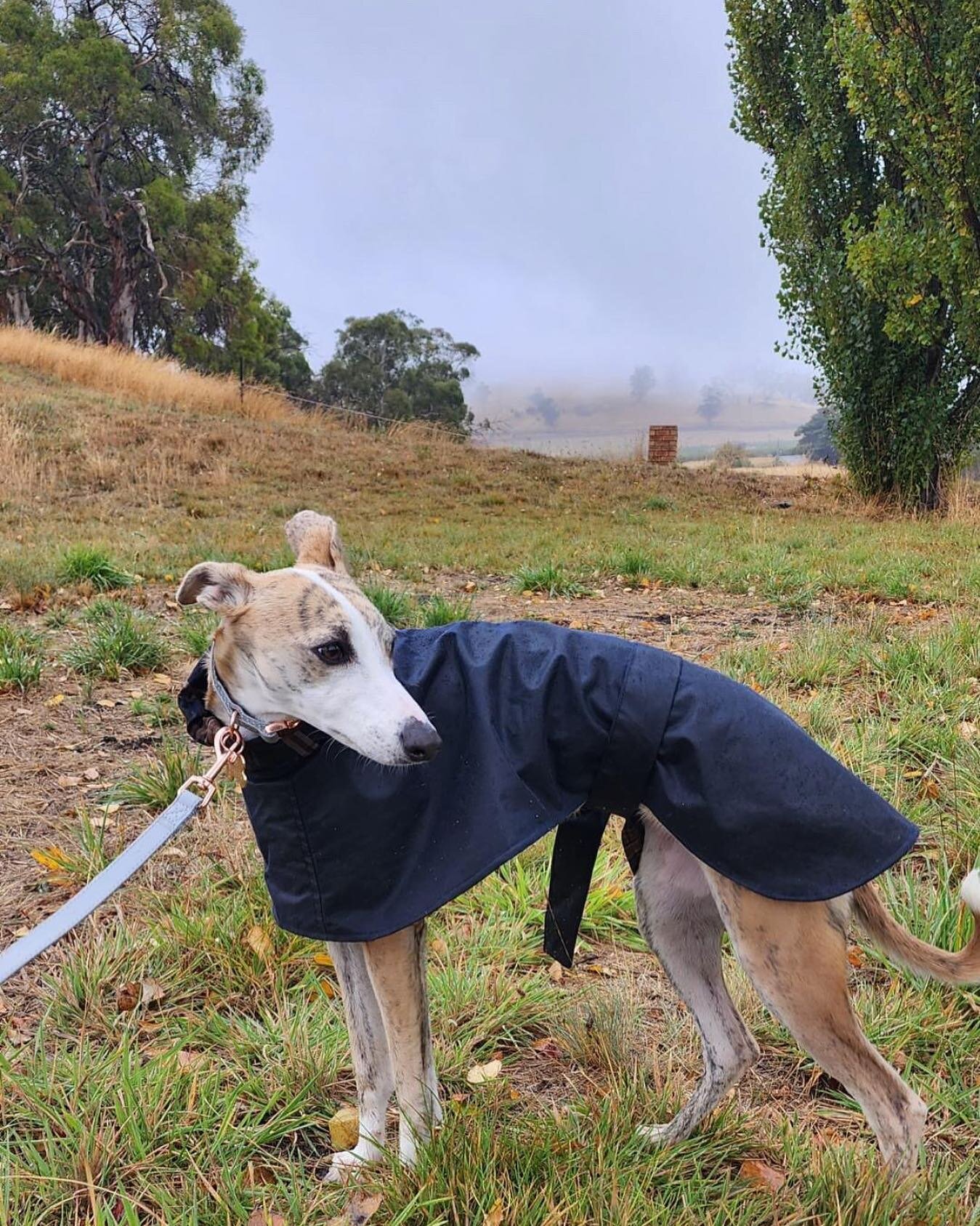 The gorgeous Mags in her new #waxedcotton coat.💕 we&rsquo;ve been hand-making waxed cotton coats for sighthounds for six years now. I can&rsquo;t believe where the time has gone. The lovely feedback we receive from our customers still makes us just 