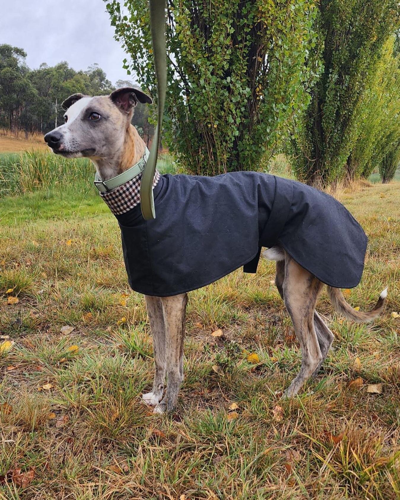 Kicko wearing our popular Tattersall coat, we will do one last restock of this style and then the fabric is finished. 
.
.
#waxedcotton #whippetsofinstagram #whippetstyle #whatmyhoundworetoday #whatmywhippetworetoday #whippetlove #greyhoundstyle #gre