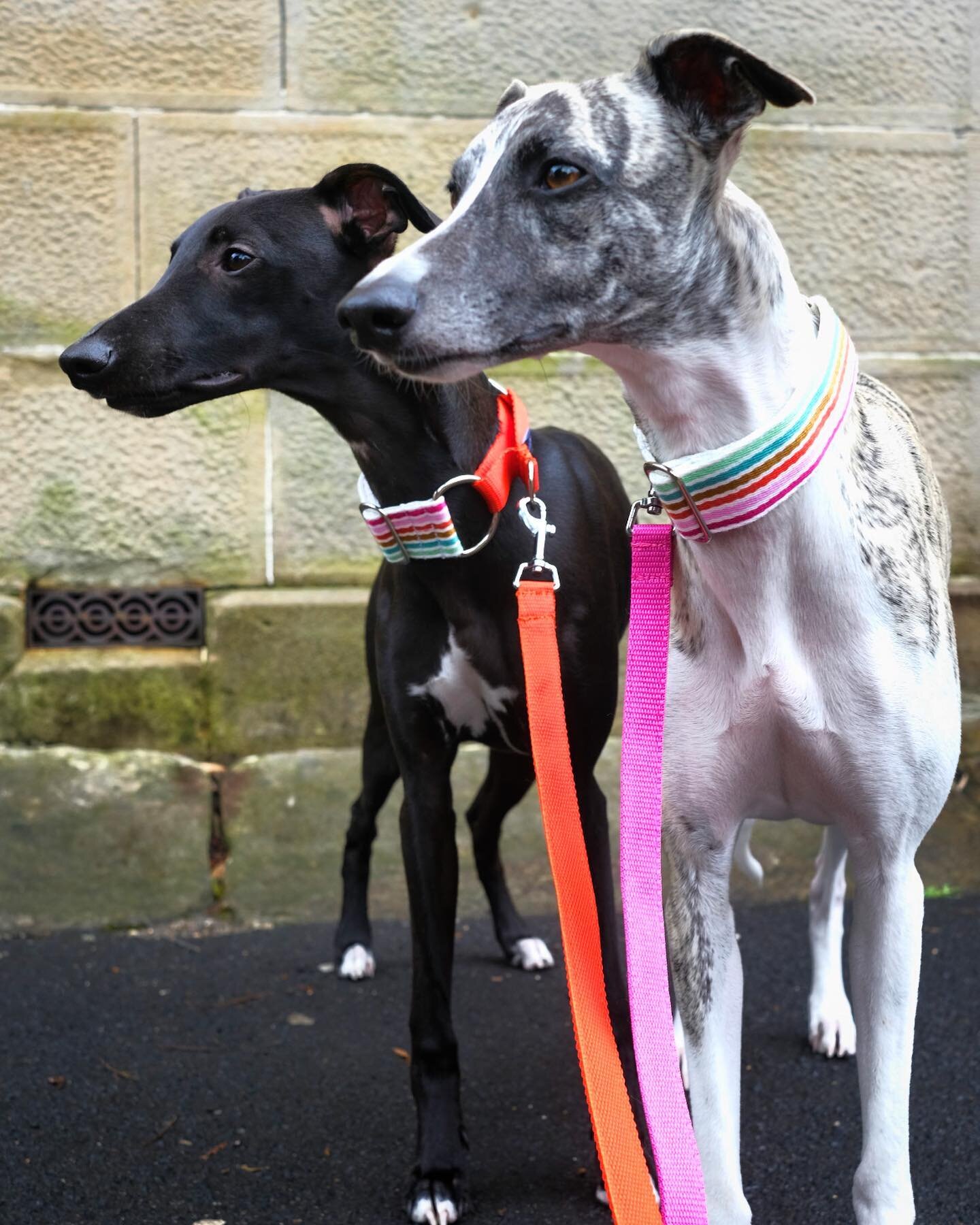 The Candy stripe collection, modelled by the cutest pair styling their way around the #innerwest of Sydney @obiewhip and @allezwhip 
.
.
#stylishwhippet #whatmyhoundworetoday #whatmywhippetworetoday #sydneywhippets #whippetsofsydney #whippetsofinstag