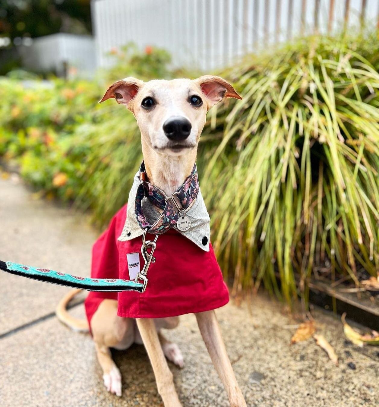 We have our spend and save special ending today! See our story for the checkout codes.
📸 @ori_thewhippet wearing The Ferguson Coat; what a lovely smiley photo ❤️
.
.
#whippetsofsydney #whippetsofaustralia #whippetsofmelbourne #whippetlove #whippetst