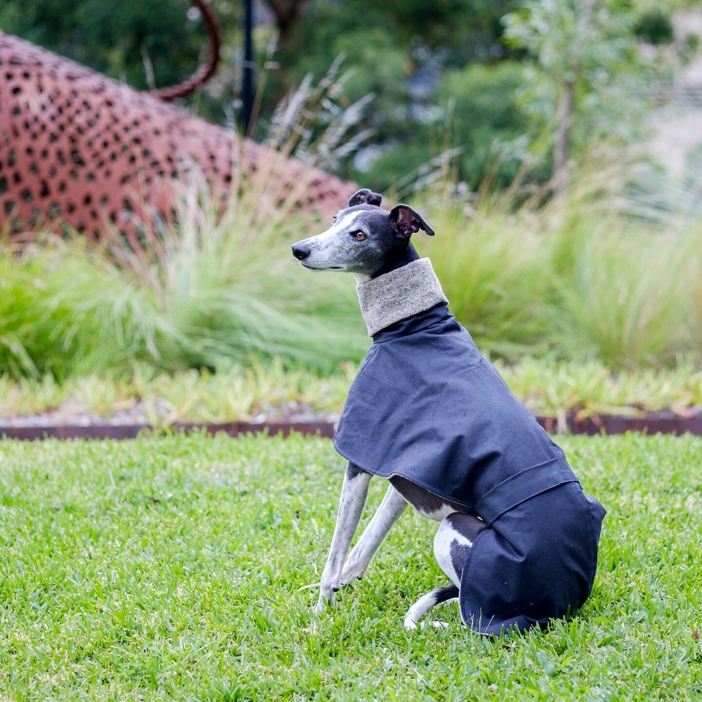 Our new Tweed Coat 👌🏻 a sturdy coat that will be a timeless classic in your wardrobe.

📸 @astroboywhippet 
.
.
#whippetsofinstagram #sighthoundsofinstagram #whatmyhoundworetoday #whatmywhippetworetoday #greyhoundsofinstagram #greyhoundsofmelbourne