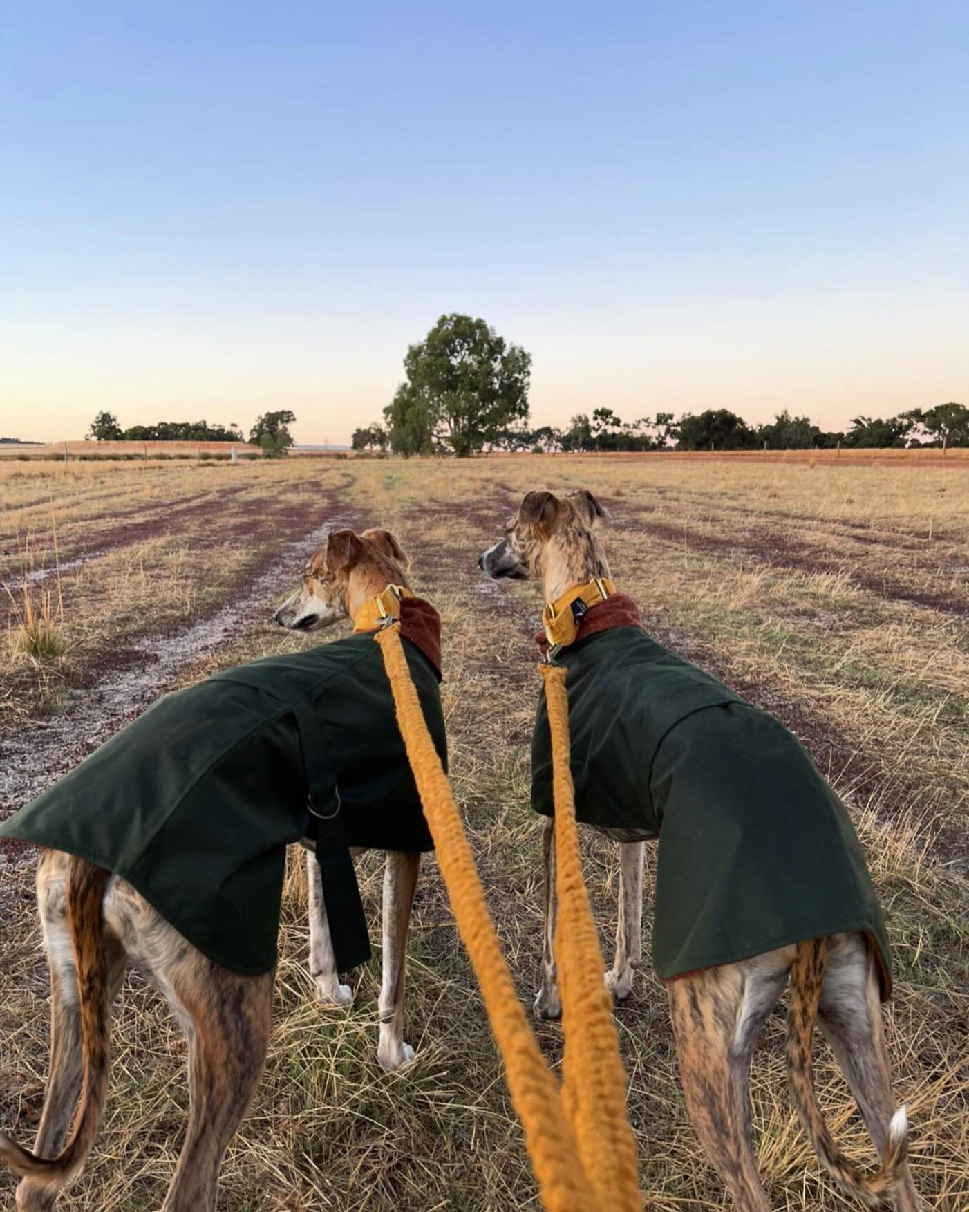 Coco and Chai, the fashionable farm whippets ❤️❤️ 
.
.
#stylishwhippet #whippetsofperth #whippetsoninstagram #whippetsofinsta #whippetsofaustralia #whippetsofmelbourne #waxedcotton #whatmywhippetworetoday #whatmyhoundworetoday