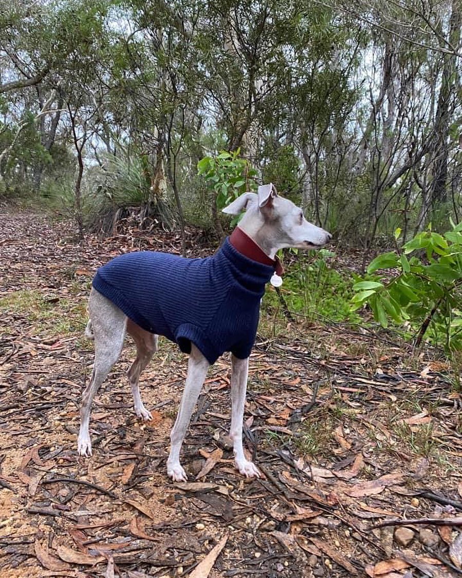 Zoe styled in her new navy vest on her morning mountain walks 💙
.
.
#italiangreyhound #italiangreyhoundwear #italiangreyhoundsofinstagram #italiangreyhoundpuppy #italiangreyhoundlove #whippetlove #whippetsofinstagram #whippetcorner #whatmyhoundworet