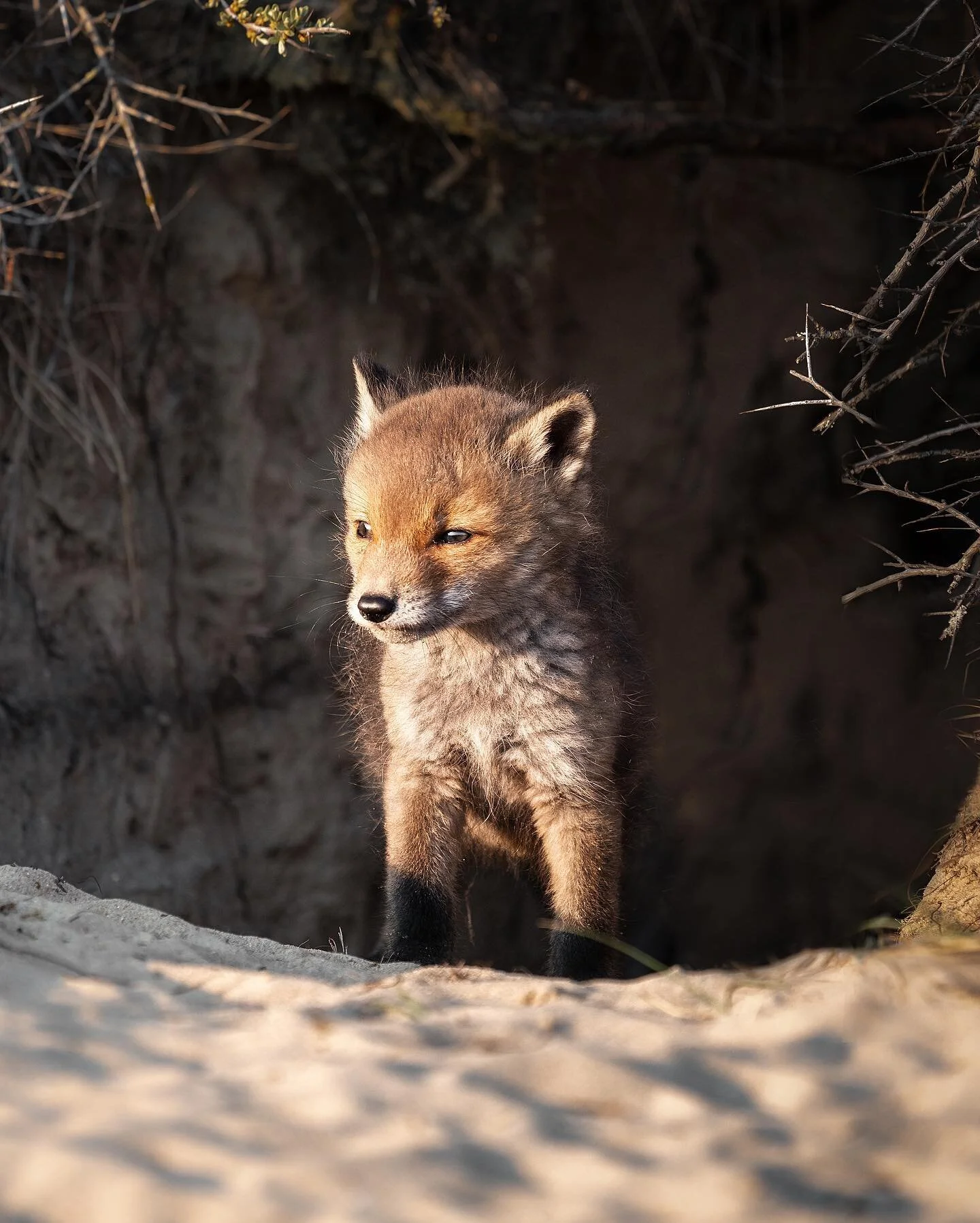 // what&rsquo;s on your screensaver?⠀⠀⠀⠀⠀⠀⠀⠀⠀⠀⠀⠀ ⠀⠀⠀⠀⠀⠀⠀⠀⠀⠀⠀⠀ ⠀⠀⠀⠀⠀⠀⠀⠀⠀⠀⠀⠀
This is mine🦊 I always joke around, telling everyone this is my &lsquo;dog&rsquo;😂 They actually believe it until they look closer and start questioning themselves if it&rsq