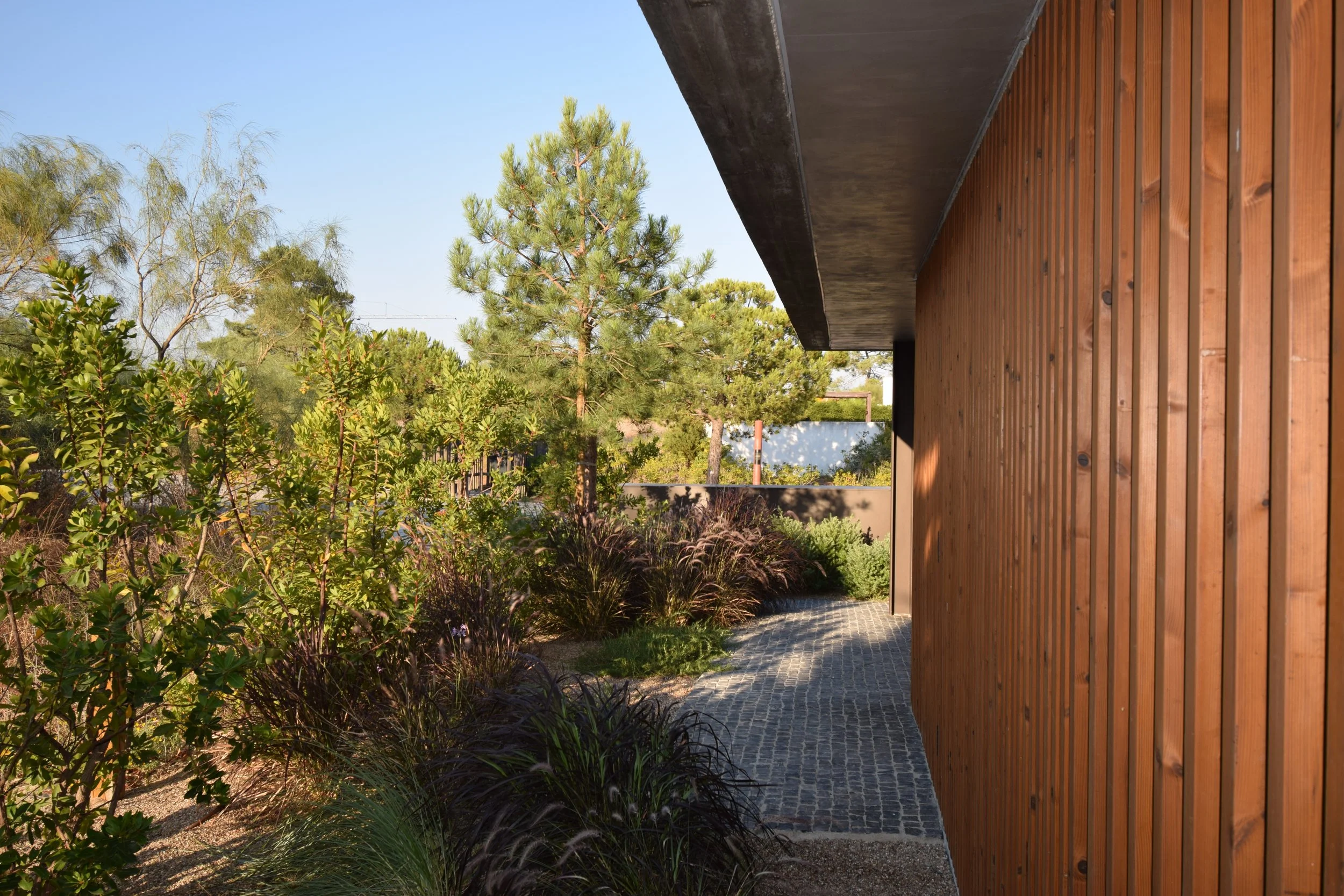 DSC_0904 - cópia.JPG