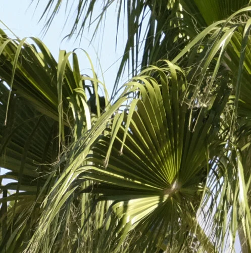 This is a cropped 100% resolution. I just focused thru a viewfinder. So I wasn’t sure it was completely in focus. Also leaves were moving around by the wind. But looks in focus and shutter speed was high enough. At least no false color at the edge o…