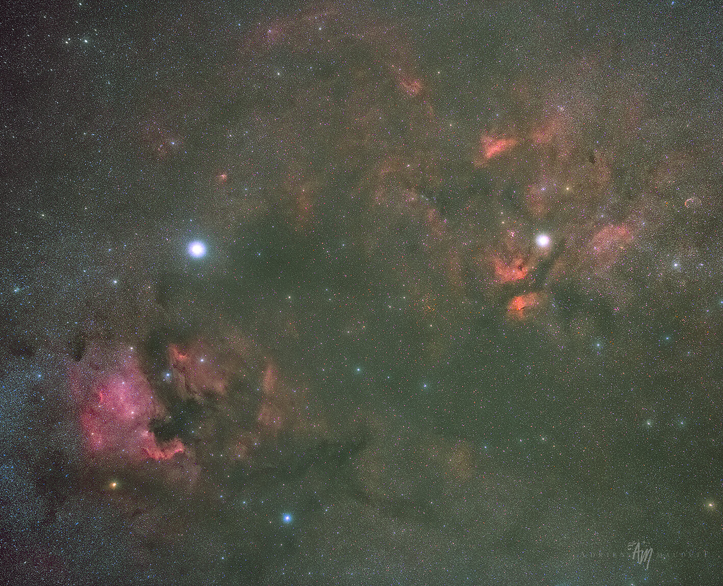 Cygnus