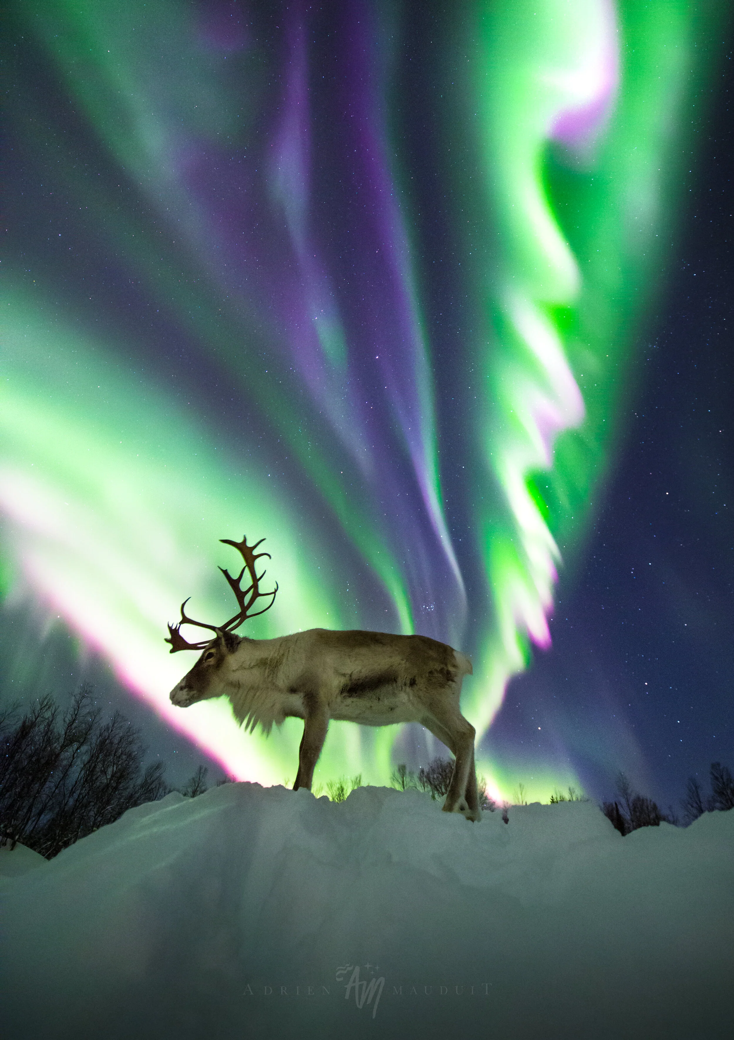Reinulf under the aurora  This picture was also taken from the Aurora Borealis Observatory in late February. I had waited a year to get such a shot. Our reindeer Reinulf is a semi-wild animal in a big enclosure. I am the one feeding him so he likes …
