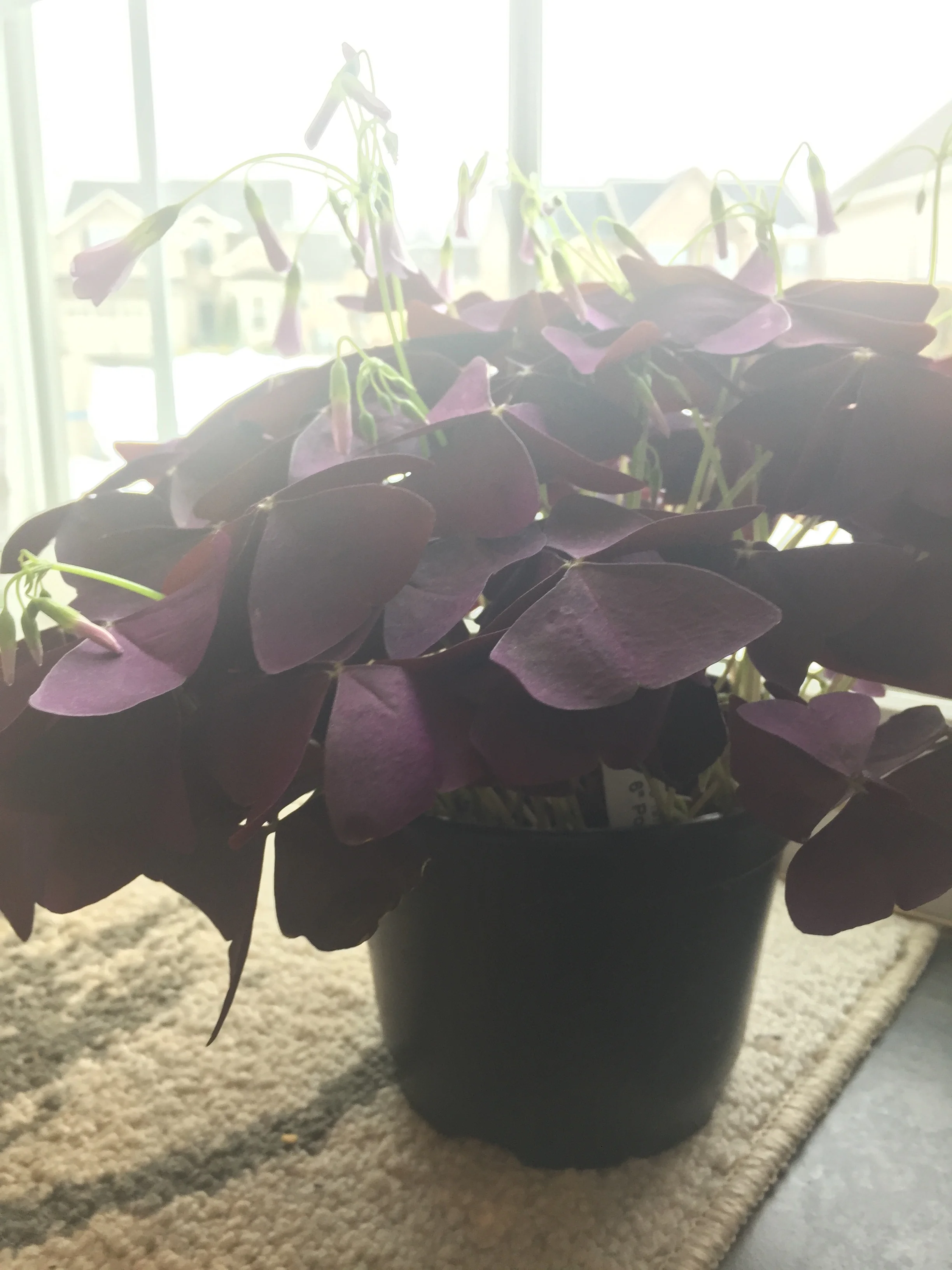 Rosemary &amp; Shamrocks