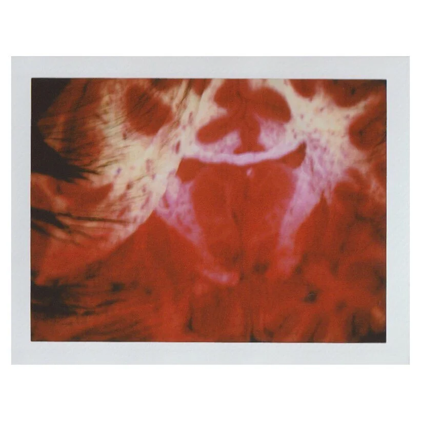 The beautiful brain. Here a backdrop created out of a Block face of a coronal slice, on Instant film. 

Thanks to the Allen Institute for their support ~ Original image courtesy of the Allen Institute. .
.
.
.
.
.

#maternalworld #neuroscience #mater